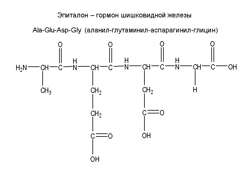 Эпиталон – гормон шишковидной железы  Ala-Glu-Asp-Gly (аланил-глутаминил-аспарагинил-глицин)